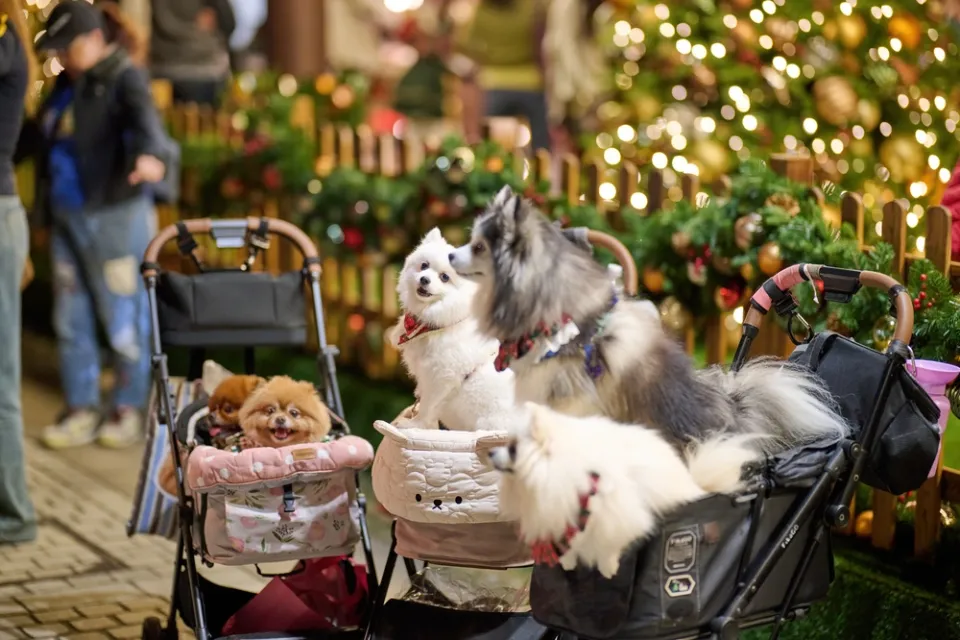 Повседневная жизнь Гонконга — прогулка по улицам мегаполиса