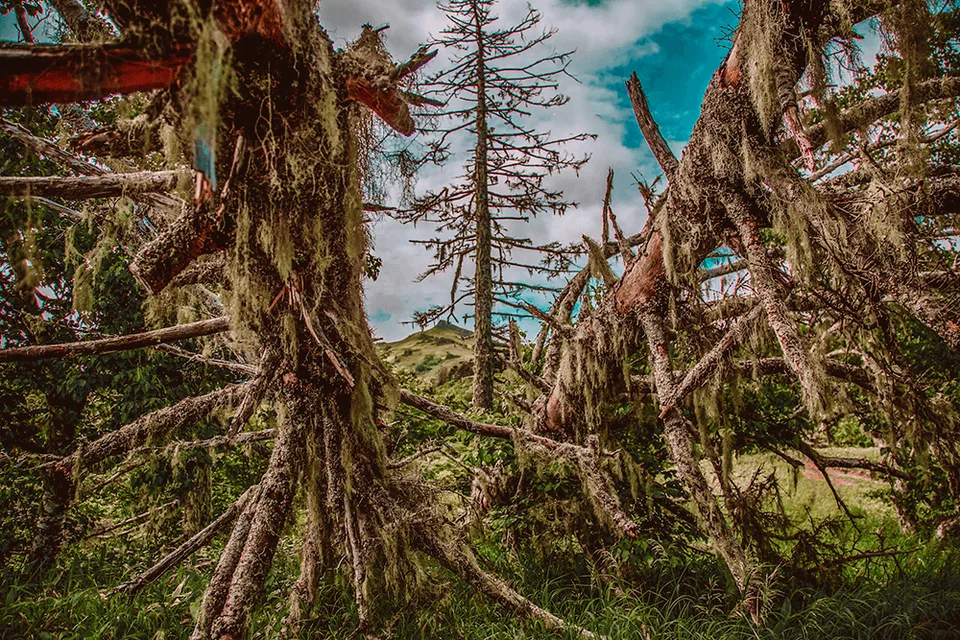 бухта Снежкова Шикотан