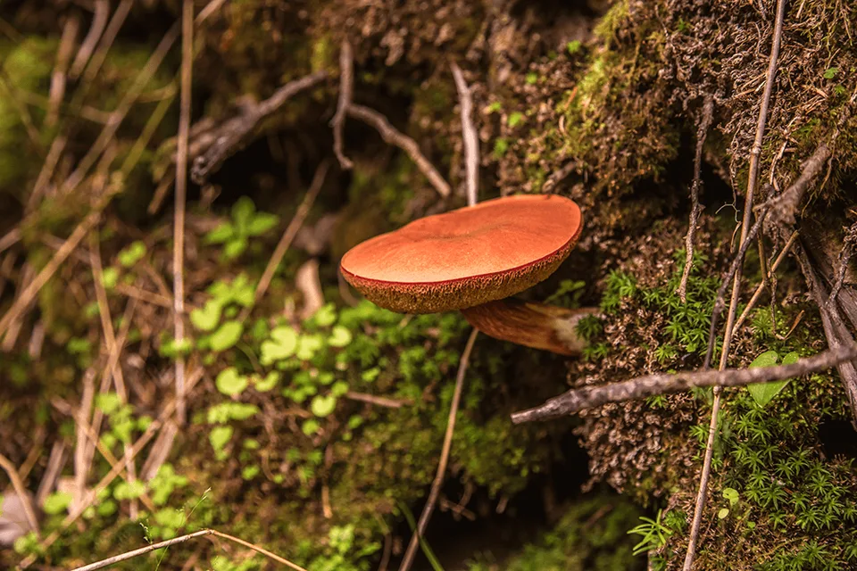 Шикотан бухта Церковная