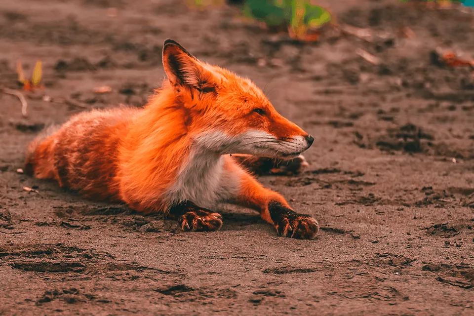 Шикотан бухта Церковная