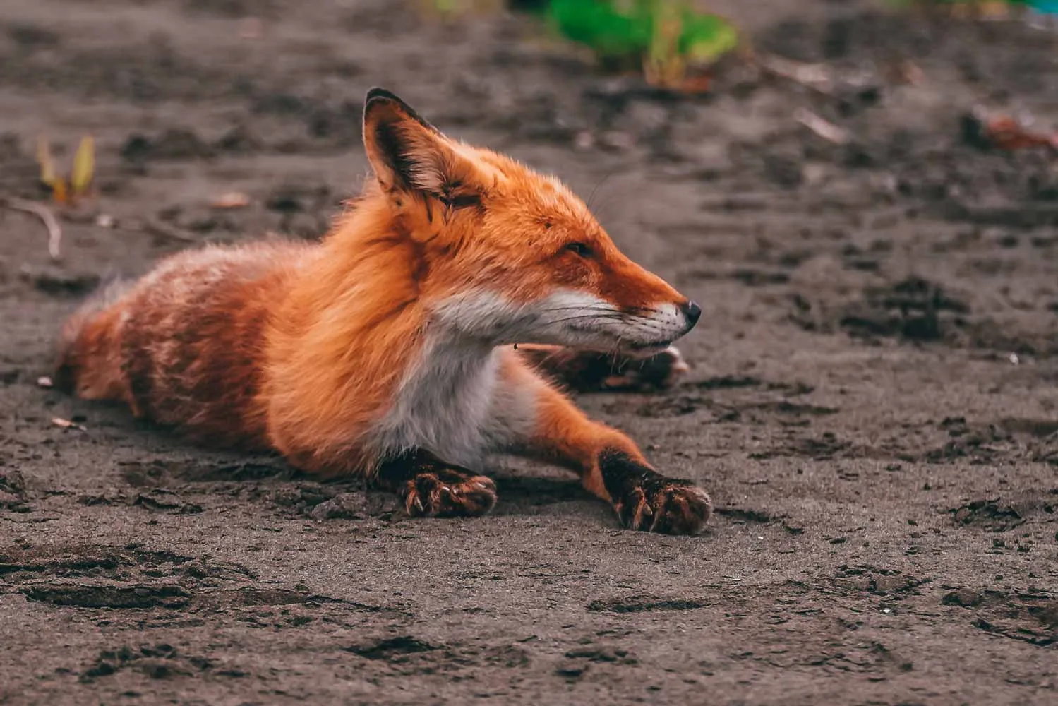 Шикотан бухта Церковная