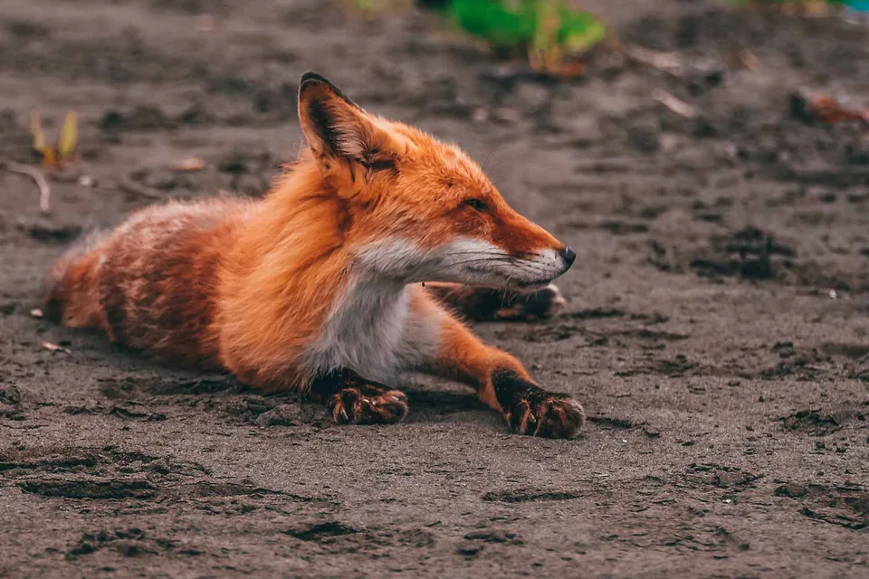 Шикотан бухта Церковная