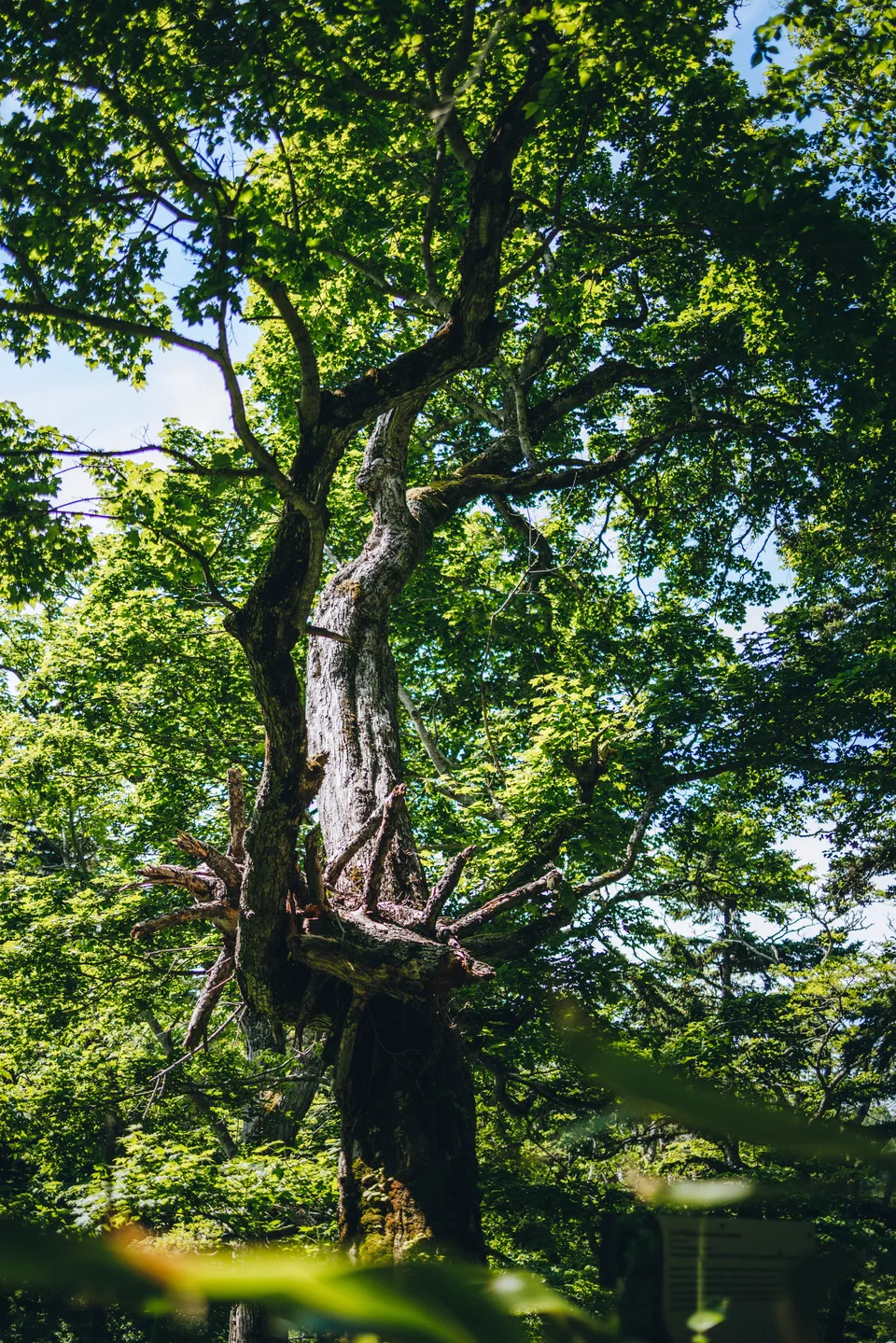 экологическая тропа, о.Кунашир