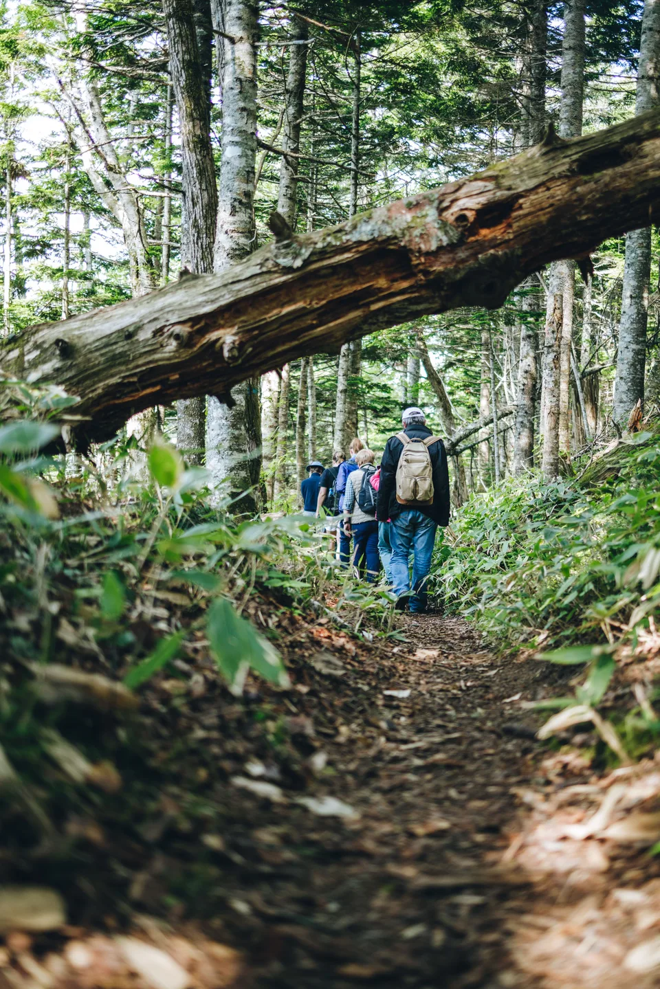экологическая тропа, о.Кунашир