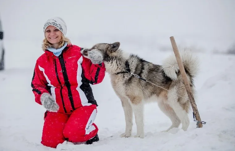 Собачьи упряжки на Сахалине