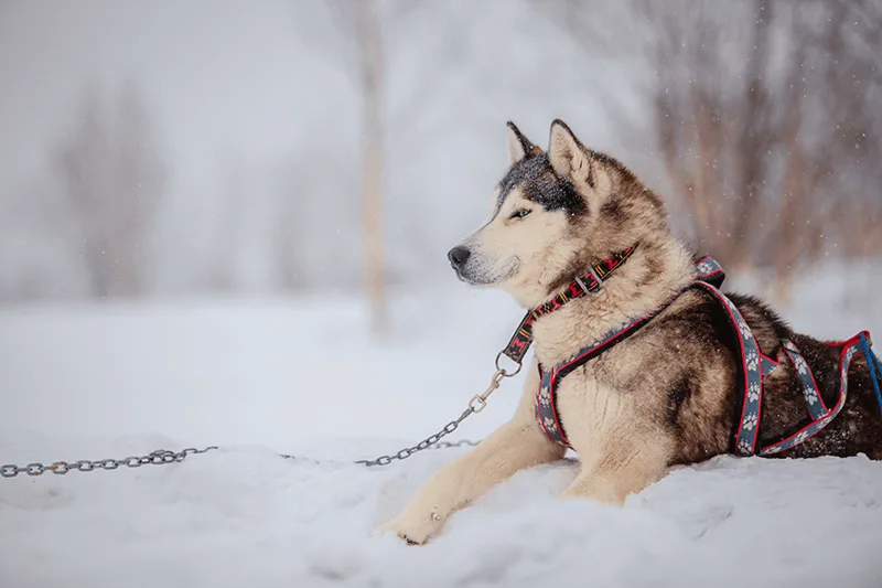 Собачьи упряжки