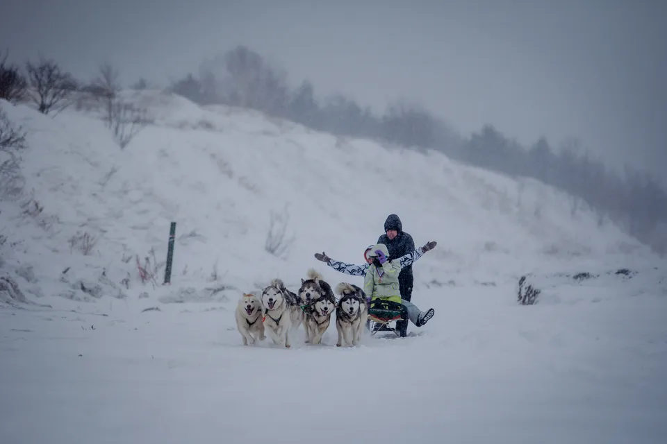 Собачьи упряжки на Сахалине