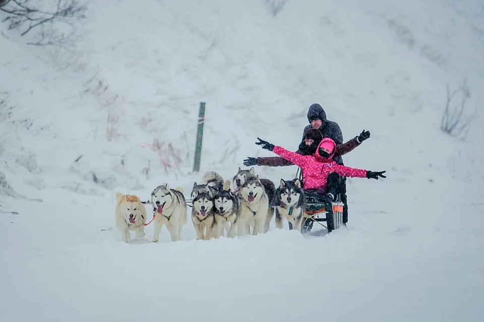 Собачьи упряжки на Сахалине