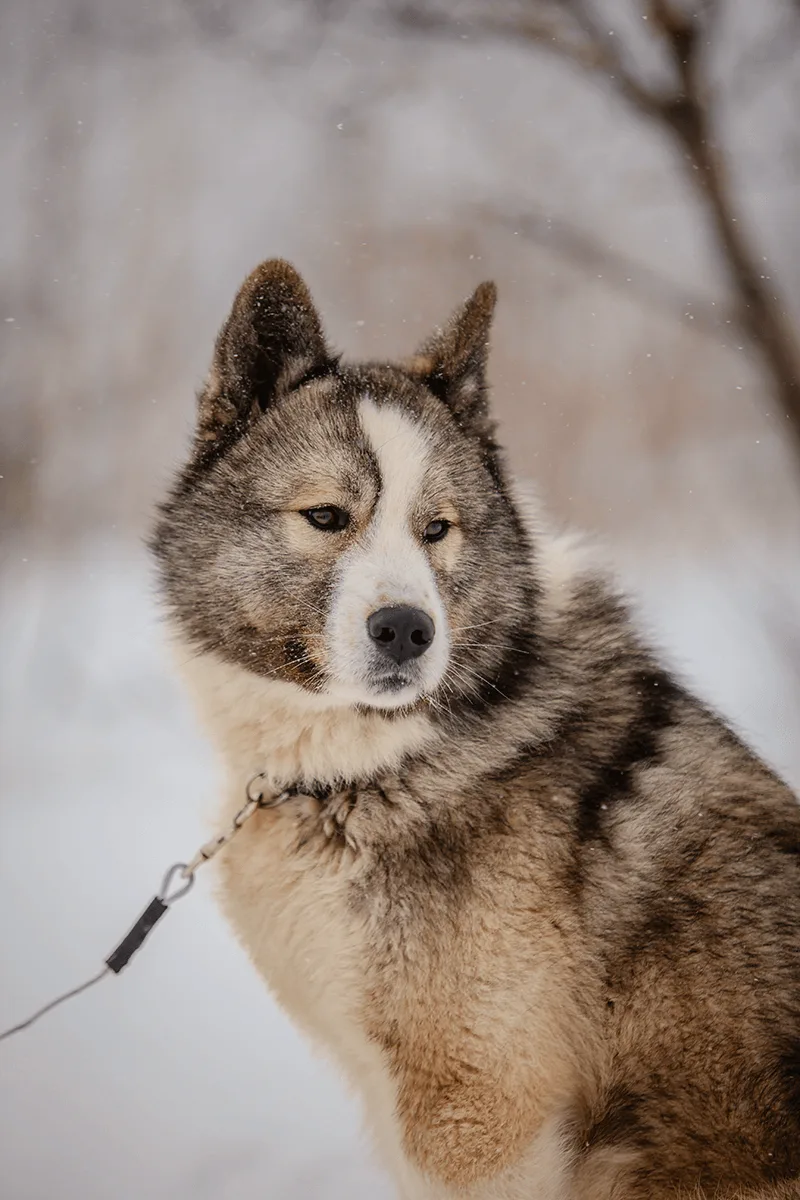 Собачьи упряжки на Сахалине