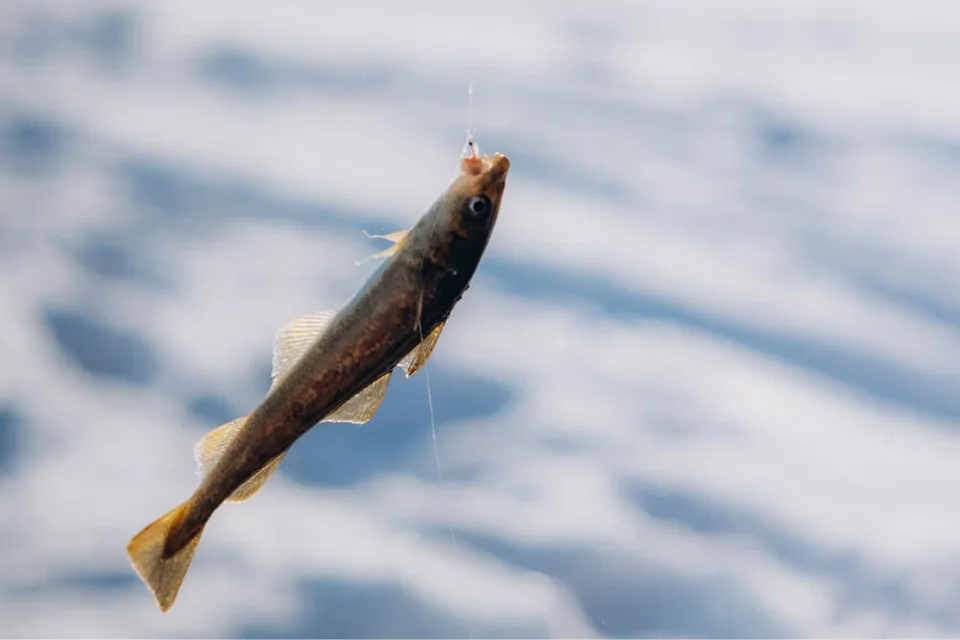 зимняя рыбалка на Сахалине