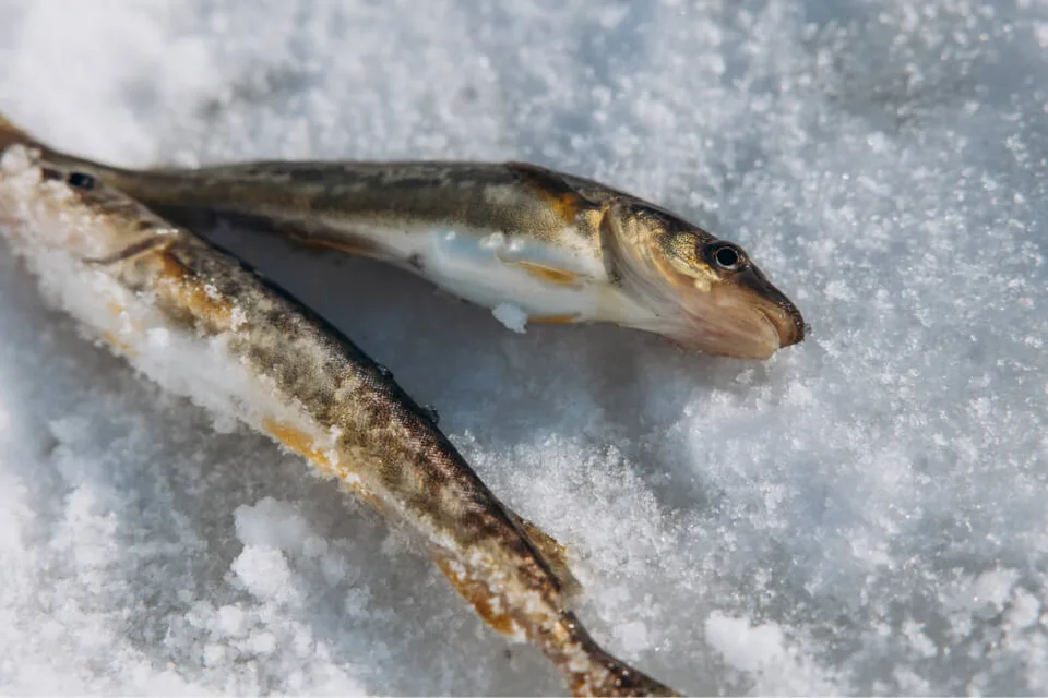 Клево в Муравьево - подледная рыбалка, снежный банан, русская банька — фото 19, экскурсия АМИСТ