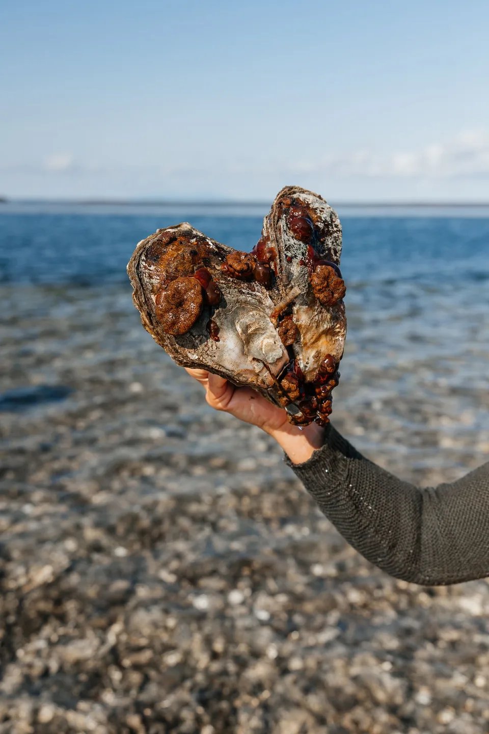 Маяк Анива и обед с устрицами в лагуне Буссе — фото 17, экскурсия АМИСТ