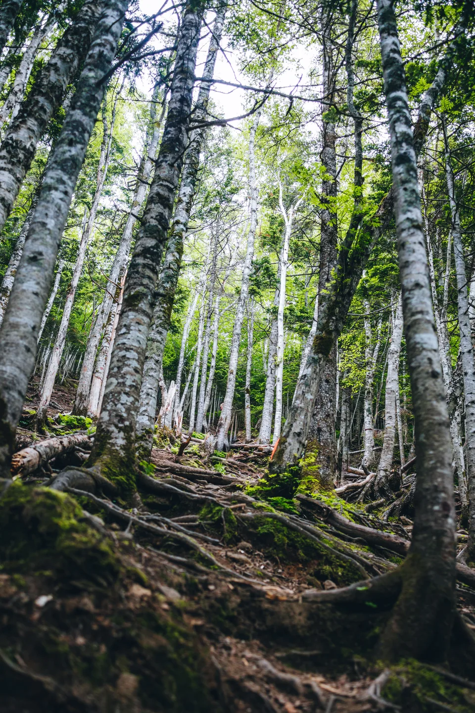 скала Лягушка Сахалин