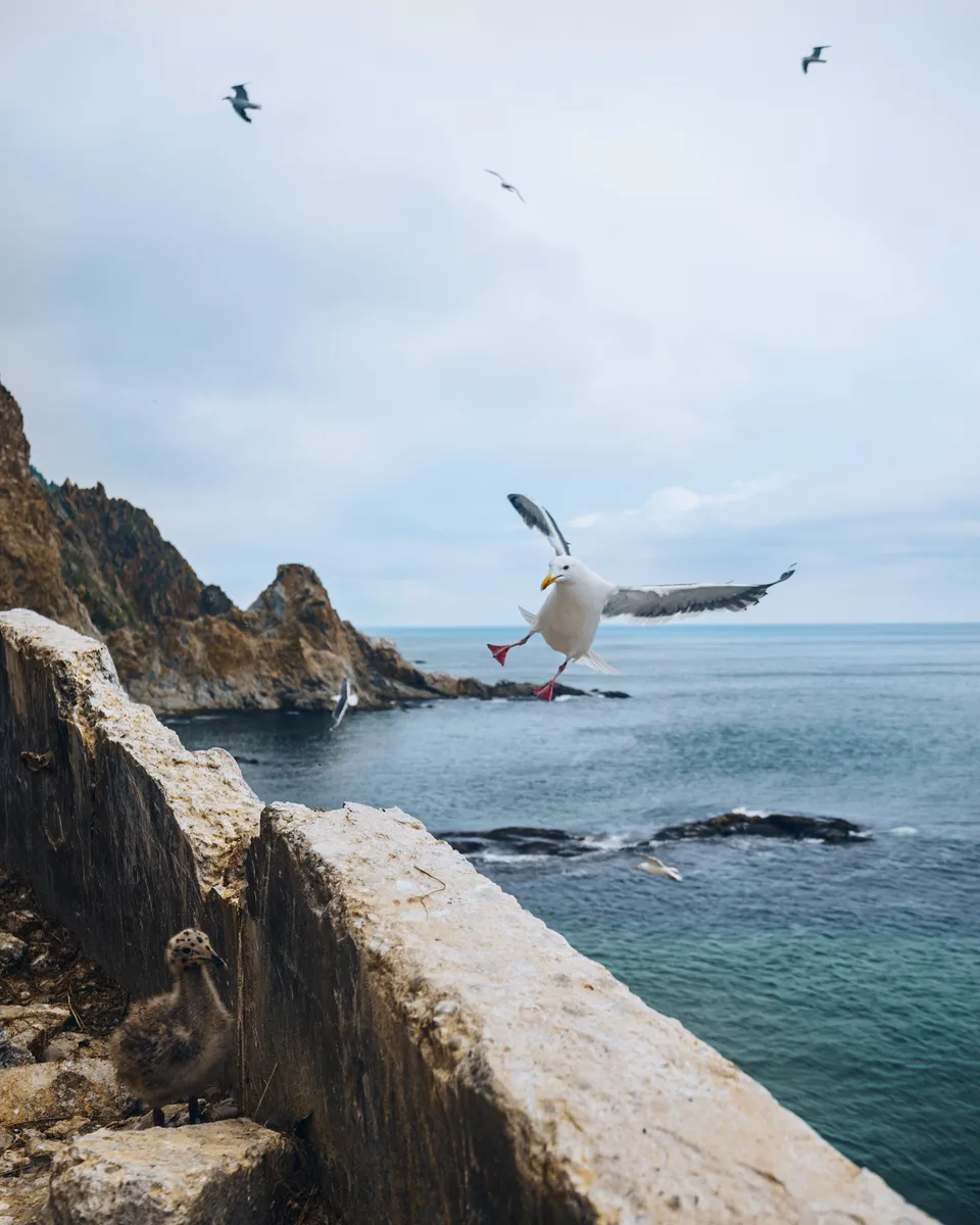 Морская прогулка на маяк Анива — фото 06, экскурсия АМИСТ