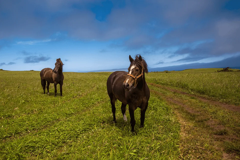 мыс Край Света