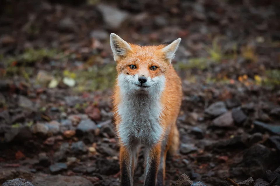 лавовое плато Янкито, термальные источники "Ванночки", о.Итуруп