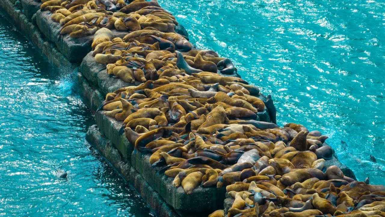 о. Сахалин , Сивучи в Невельске