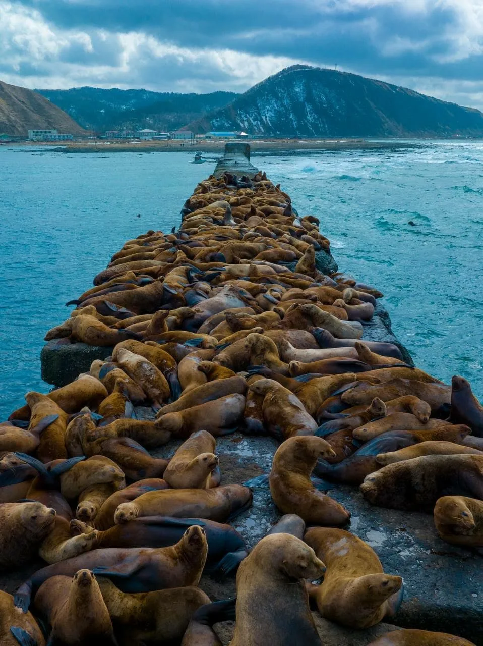 Лежбище сивучей