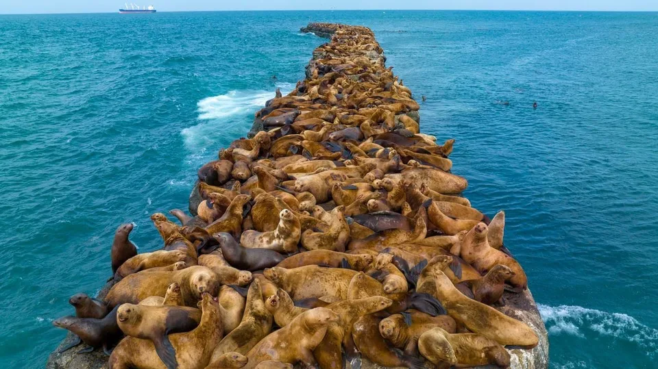 Лежбище сивучей