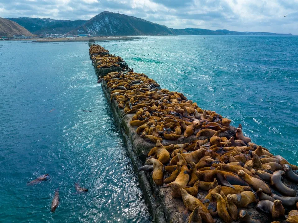 Лежбище сивучей