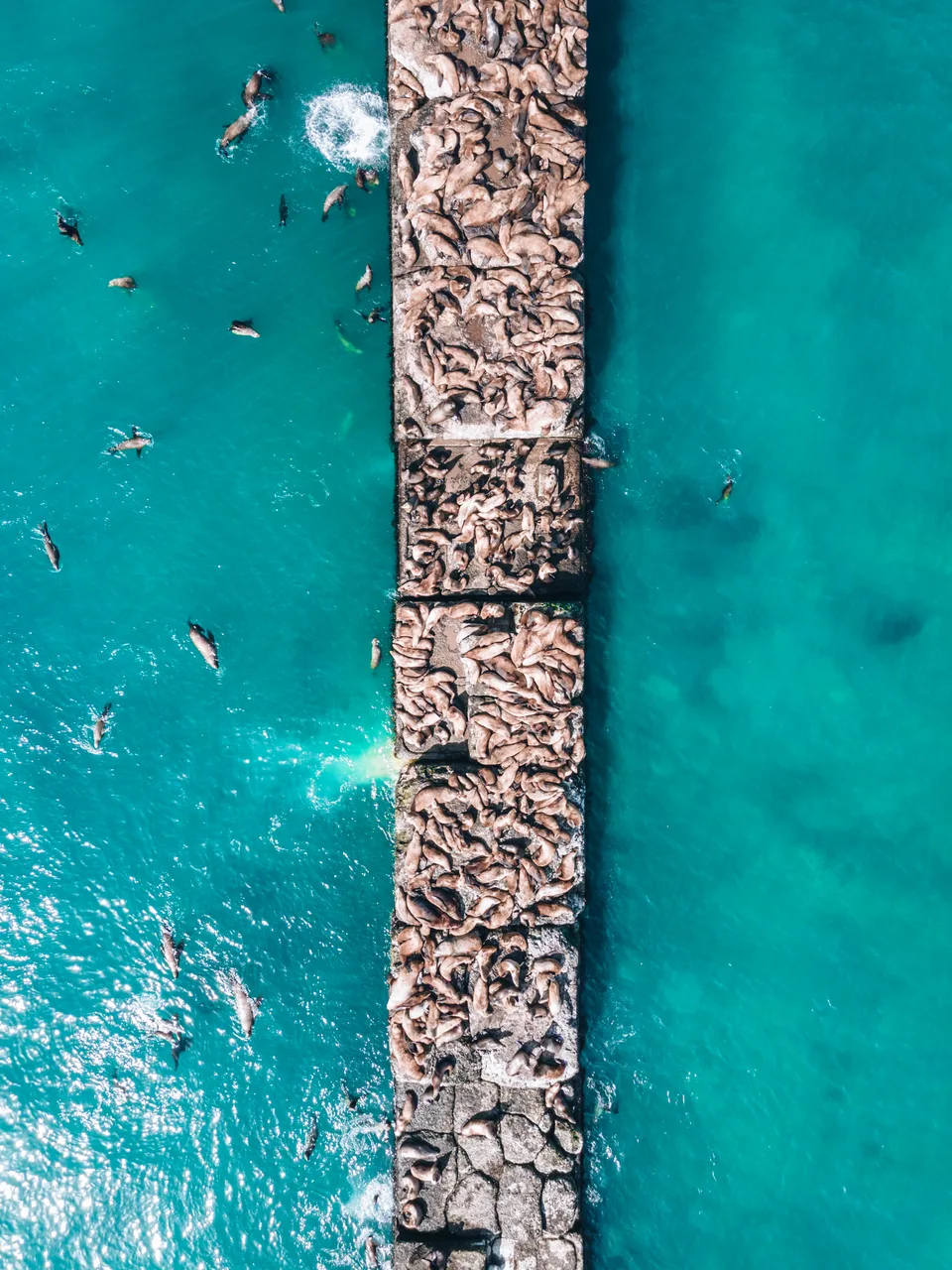 Сивучи на Сахалине - экскурсия в г. Невельск — фото 06, экскурсия АМИСТ