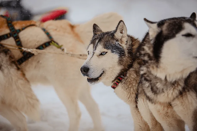 Собачьи упряжки и знакомство с северными оленями — фото 02, экскурсия АМИСТ