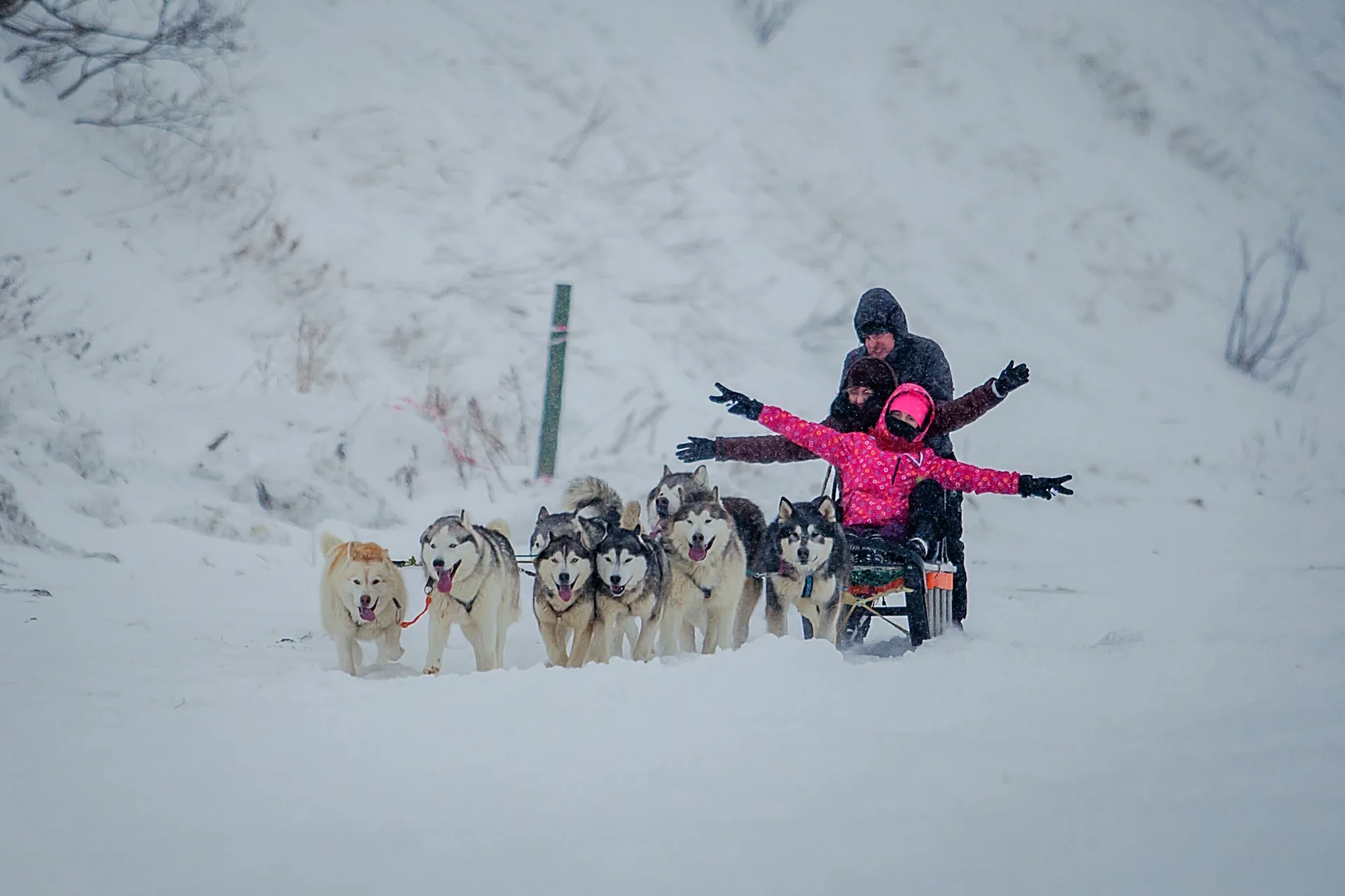 Собачьи упряжки и знакомство с северными оленями — экскурсия на Сахалине и Курилах, АМИСТ