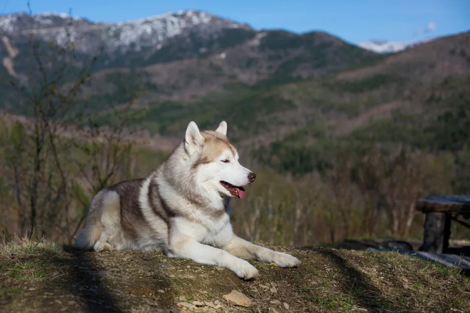 Хаски на фоне гор Сахалина