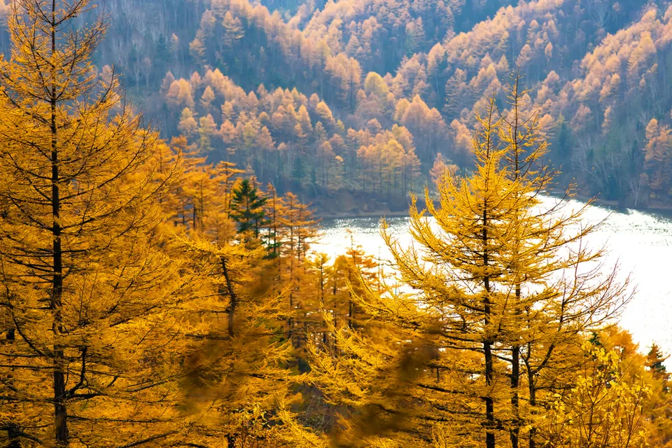 Бухта Сахалина