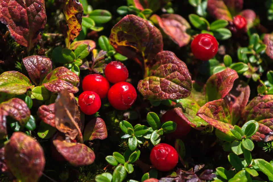 Охотское море