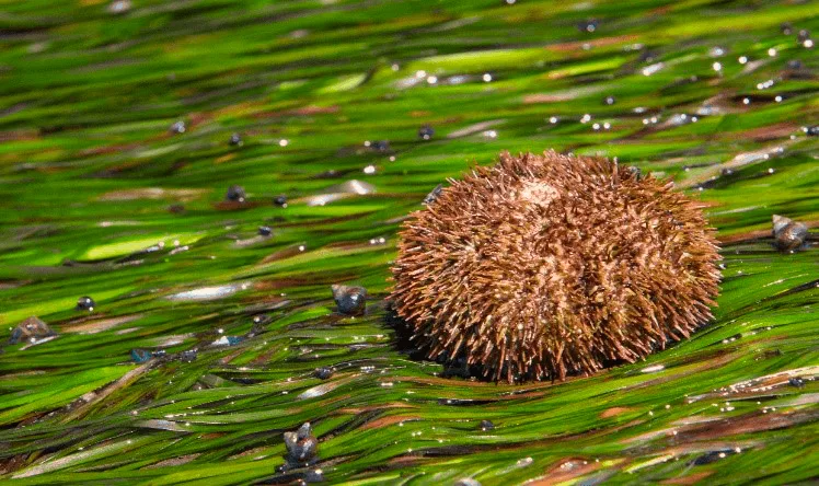 Лагуна Буссе на о.Сахалин
