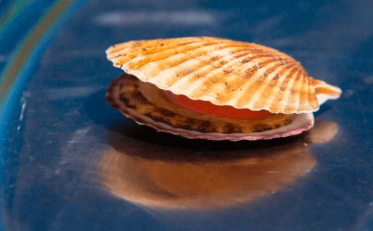 Лагуна Буссе на о.Сахалин