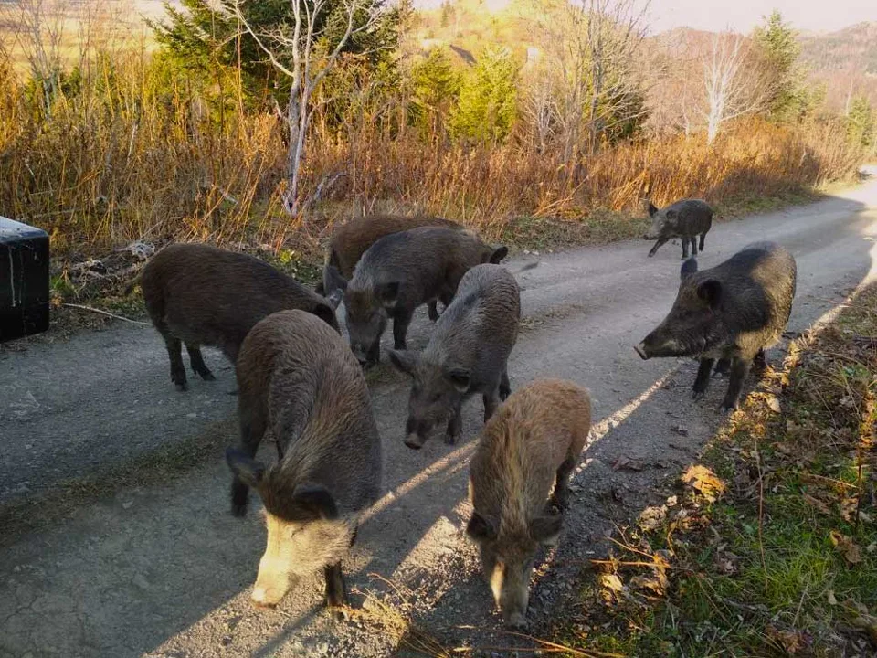 дикие свиньи на мысе евстафия