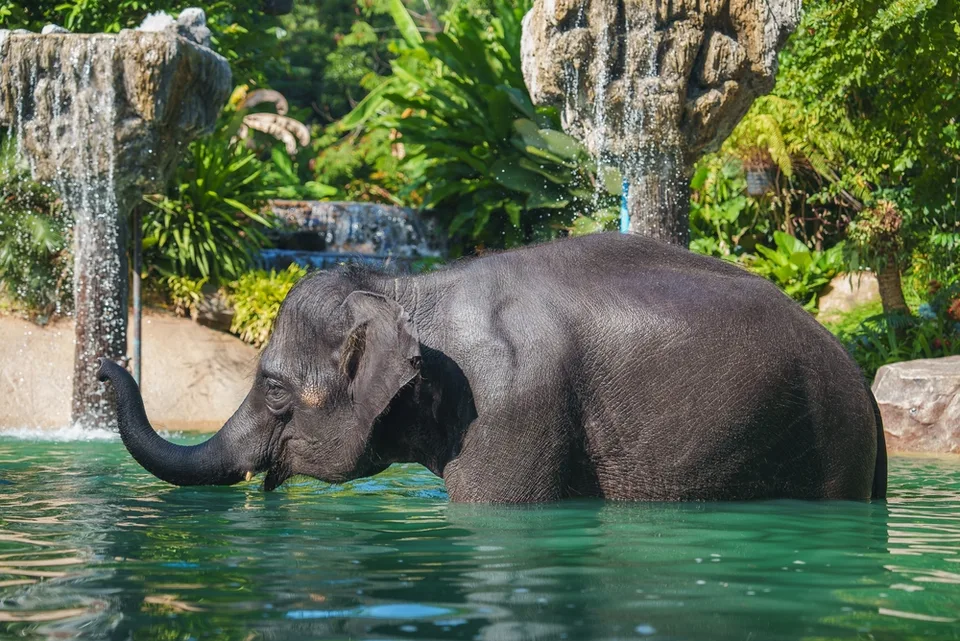 Слон в природном парке, Пхукет, Таиланд