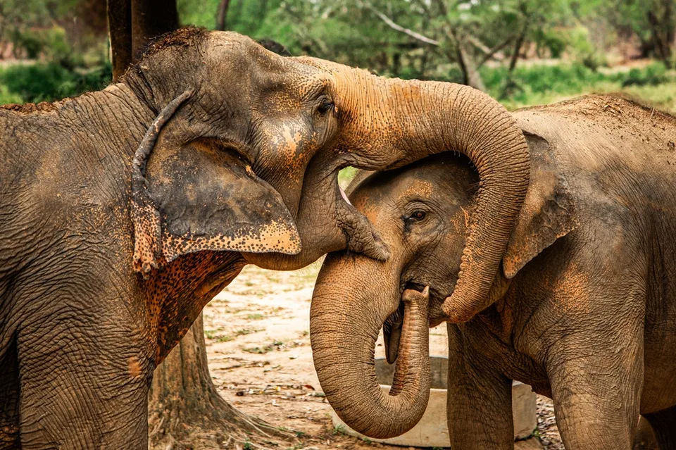 Слоны в природном парке, Самуи, Таиланд