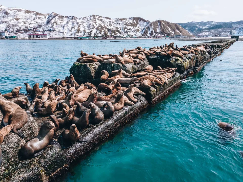 Сивучи на Сахалине