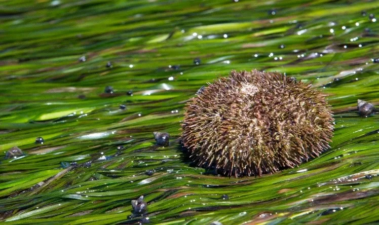 Лагуна Буссе Сахалин экскурсии