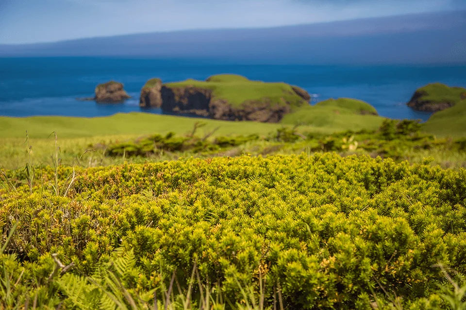 Экскурсии на Шикотане