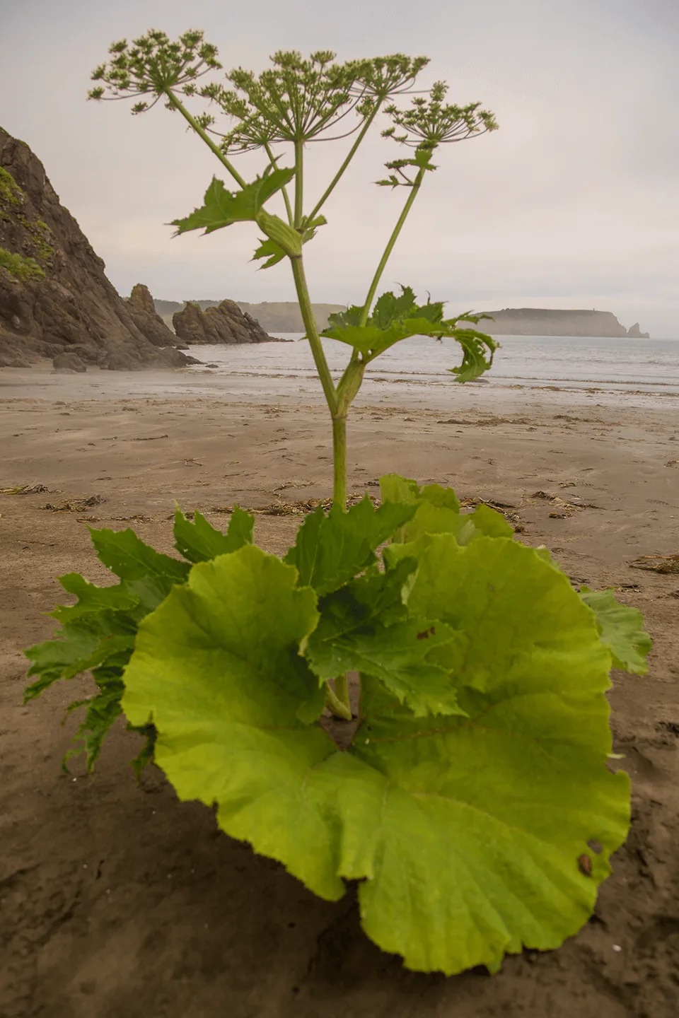 Шикотан — бухты и мысы