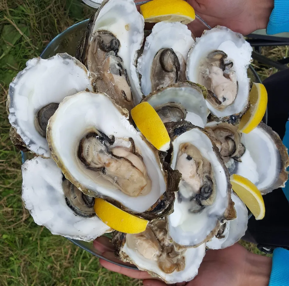 Устрицы в лагуне Буссе