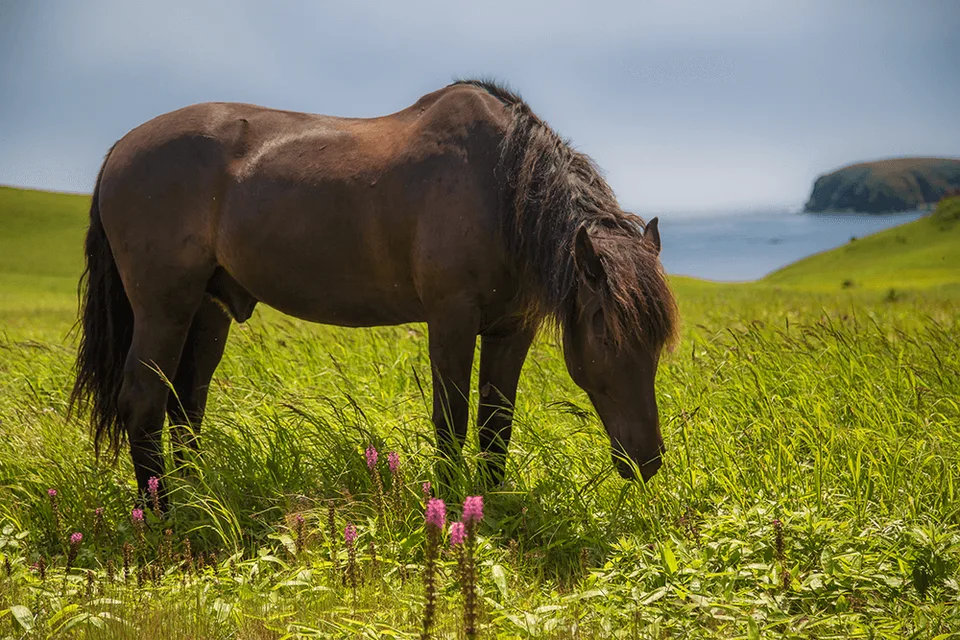 Экскурсии на Шикотане