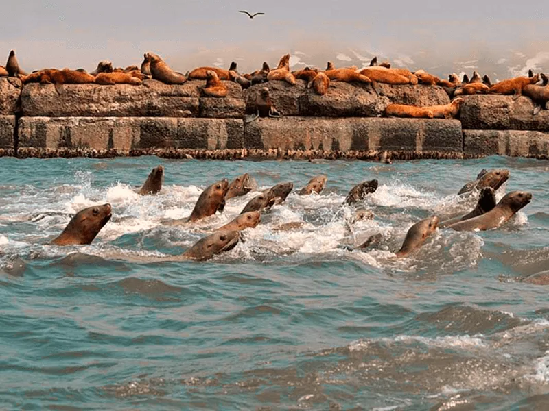 Сивучи Невельск, экскурсия