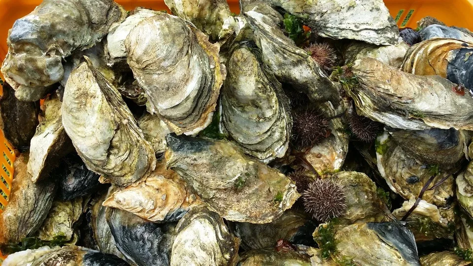 Гастрономическая экскурсия в лагуне Буссе