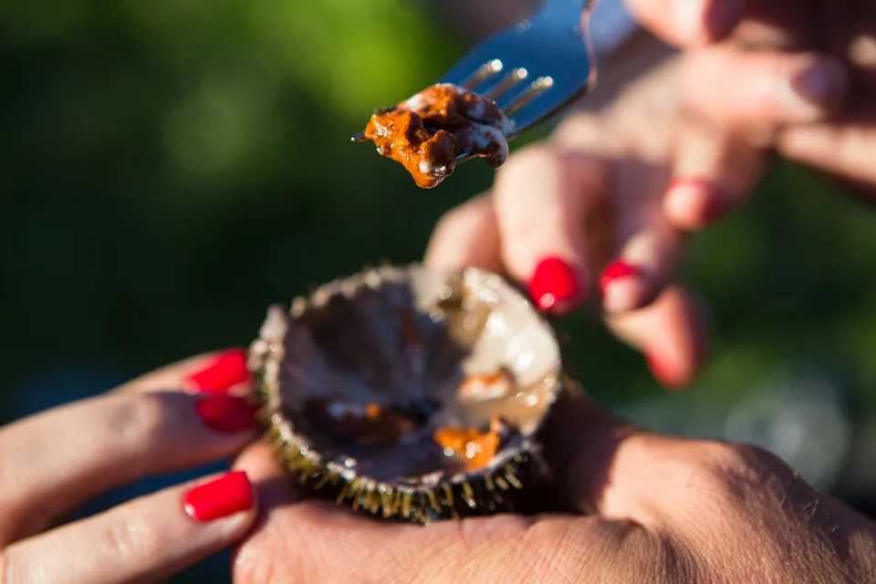 Морские ежи на острове Сахалин