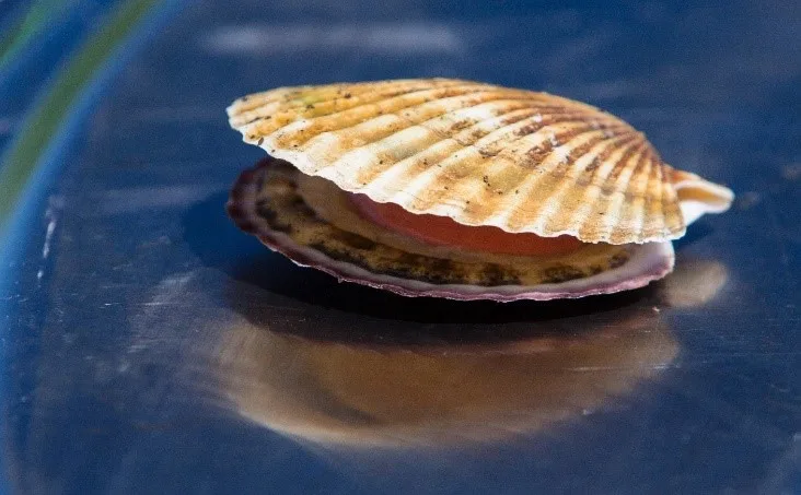 Устрицы на Сахалине — гастротур