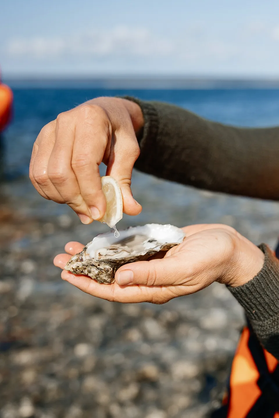 Экскурсии устрицы Сахалин