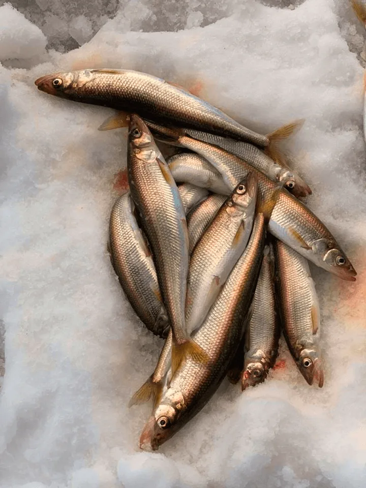 Зимняя рыбалка на корюшку