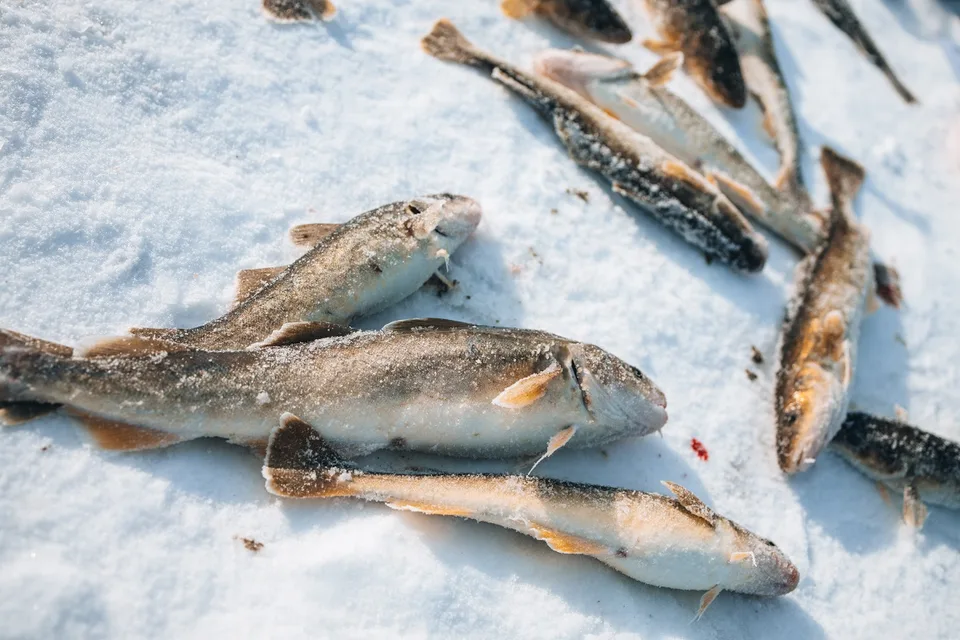 Подлёдная рыбалка на Сахалине